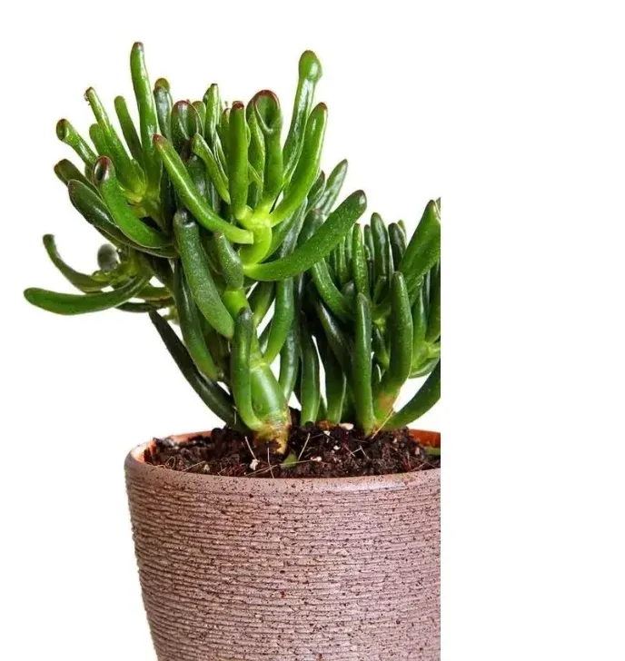 Oreja-de-Shrek-688x728 Oreja-de-Shrek-688x728