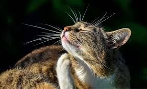 gato-garrapatas
