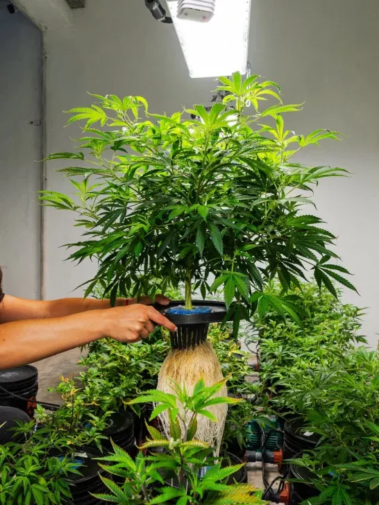 canntiva 1