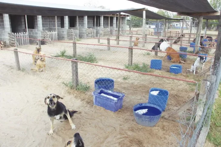 refugio-animales-1-728x485