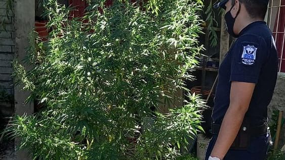 Un cultivo prohibido