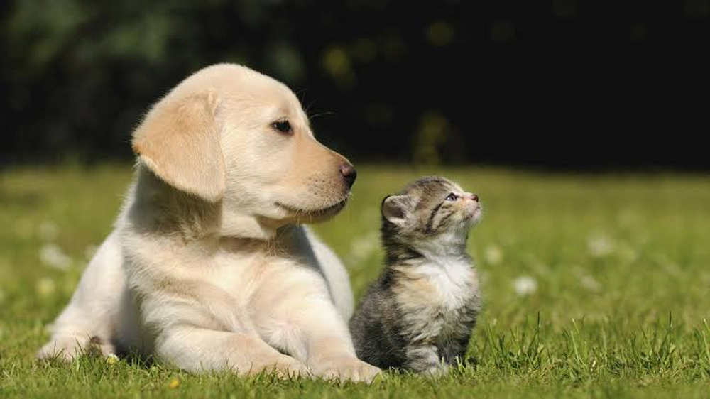Perros o gatos: la ciencia revela cuál es la mascota más limpia para el hogar