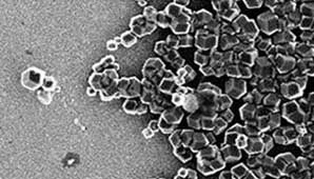 Con bacterias