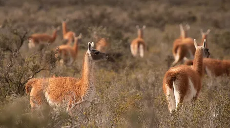 santa cruz ya registra cerca de dos millones de guanacos y confirma su fuerte expansion