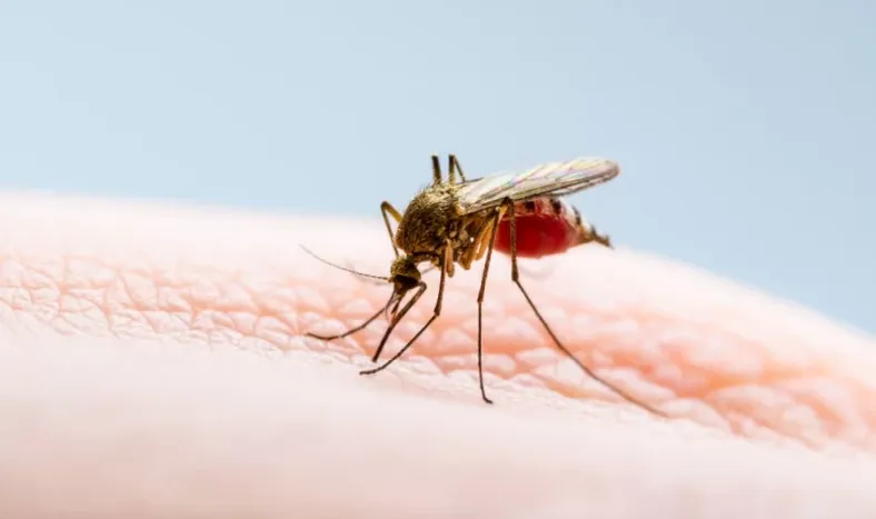 Avanza la primera vacuna contra la fiebre chikungunya