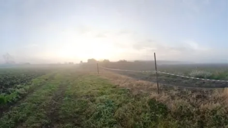 Un bebé de dos años fue hallado muerto y cubierto de mordeduras