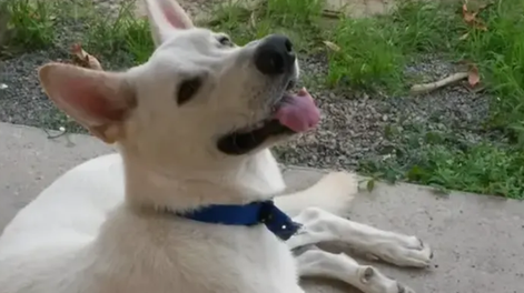 Misterio en Brasil: encontraron más de 40 perros muertos tirados al borde de una ruta