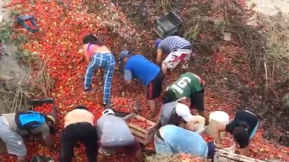 [VIDEO] Luego del choque, la gente aprovechó para llevarse cajones de tomates