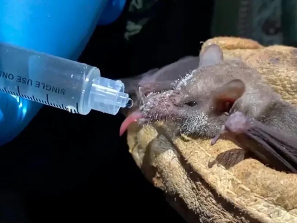 Descubrieron un virus similar al coronavirus en Rusia y preocupa a los expertos