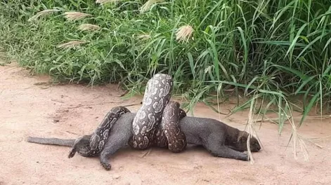 [VIDEO] Impactante ataque de una boa lampalagua a un puma