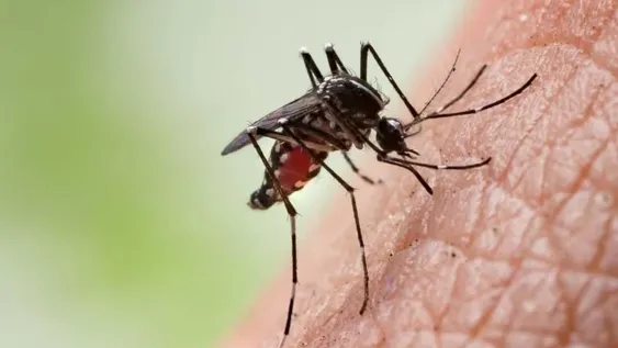 Jujuy reportó cinco nuevos casos de dengue en la última semana