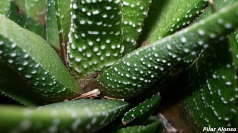 Plantas arquitectónicas
