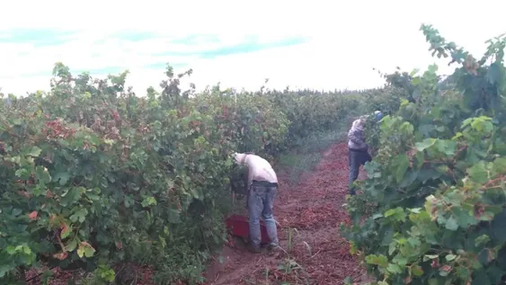 Entre Nación y provincia, destinan más de $1.000 millones para cosecha y acarreo