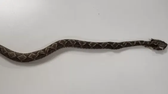 Salió a su jardín y la mordió una falsa yarará: está internada