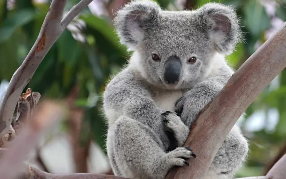 La foto de este koala definitivamente te destrozará el corazón