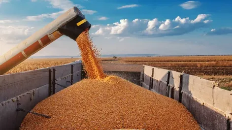 Nueva baja de retenciones a las exportaciones de granos: otra gesto del Gobierno al campo