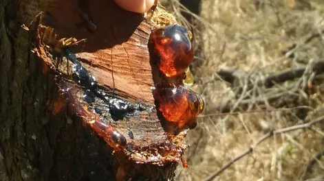 Estudian la goma del algarrobo blanco y su potencial industrial