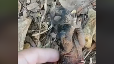 Rescató una cría sin saber de qué se trataba: quedó integrada a la familia