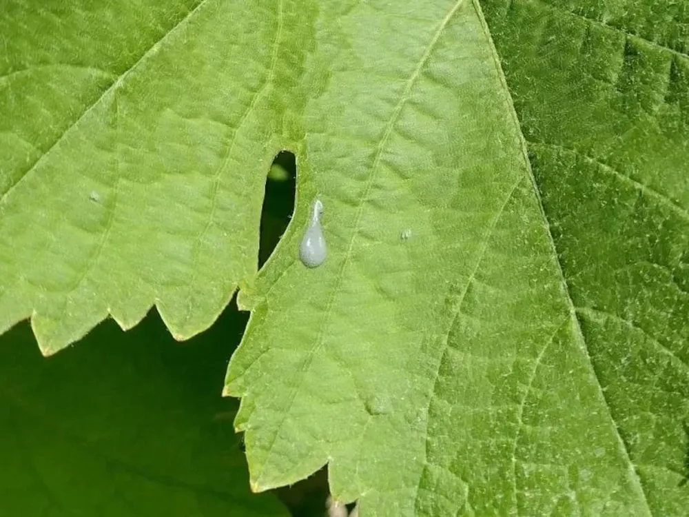 Técnica de confusión sexual da resultados exitosos en Mendoza