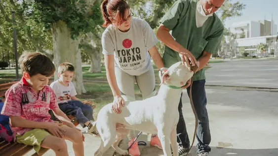 Por primera vez definen características para identificar a los perros peligrosos