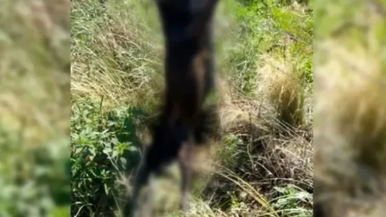 Un perro de caza se metió en su campo, lo mató y lo crucificó en el alambrado