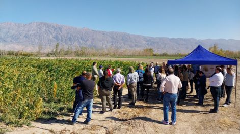 En 2025 el INTA inauguró la planta que desaponifica la quinoa, poniendo San Juan a la vanguardia del proceso industrial. En 2025 el INTA inauguró la planta que desaponifica la quinoa, poniendo San Juan a la vanguardia del proceso industrial.