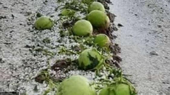 Fuerte tormenta de piedra azotó a Sarmiento: analizan daños en la vid y en melones