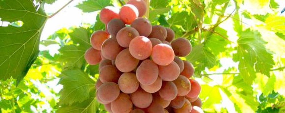 Consumir uvas ayuda al corazón