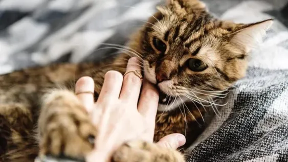 Tenía 80 años y falleció luego de ser lamida por su gato