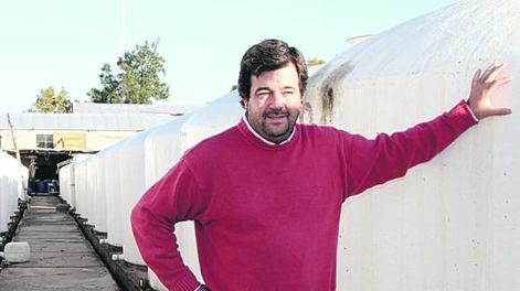 Aceituna conservera: 60% menos en la cosecha nacional