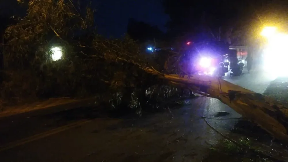 Iba con sus hijos y frenó justo a tiempo: un enorme eucalipto se desplomó frente a ellos