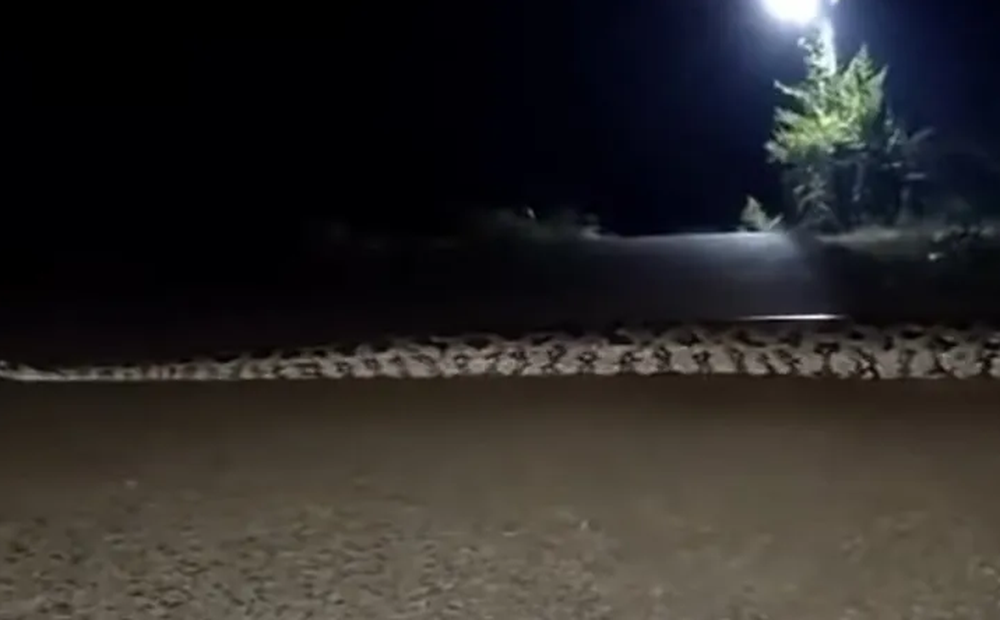 Terror en México: hallaron a una boa gigante circulando por una ruta