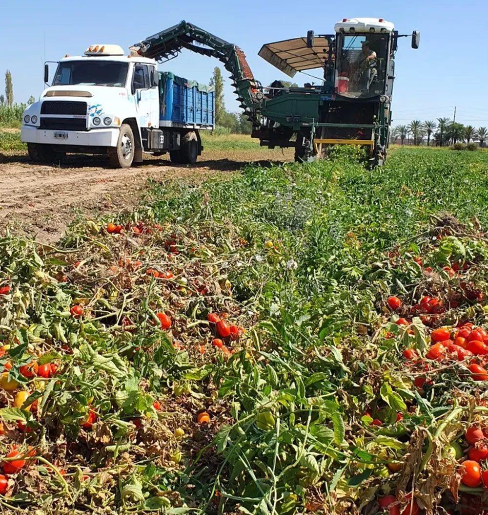 Semana de locura en la cosecha del tomate para industrializar