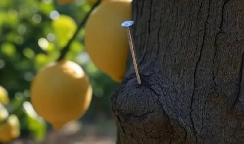Clavo en el limonero.-
