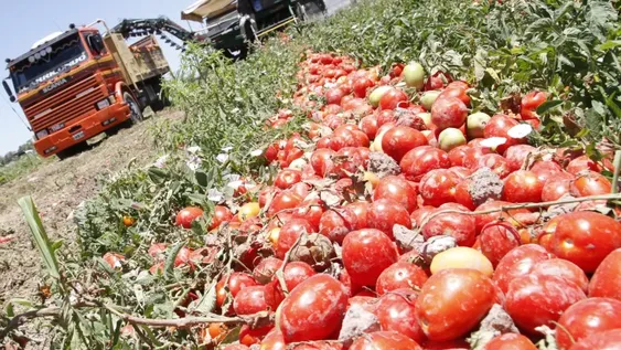 La segunda planta en capacidad para procesar tomate estará en 9 de Julio