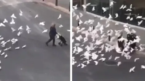 Sin gente que las alimente, palomas hambrientas atacaron a mujer que volvía de hacer las compras