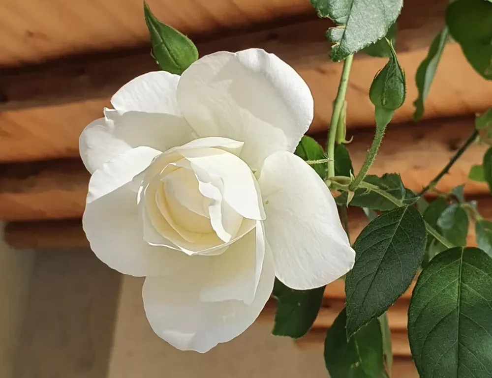 Octubre, mes de la rosa