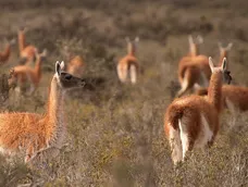 santa cruz ya registra cerca de dos millones de guanacos y confirma su fuerte expansion