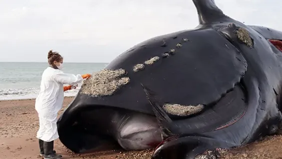 Suman 30 ballenas muertas en Chubut