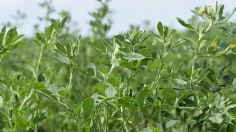 INTA: Contaminaciones con alfalfa RR