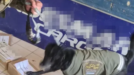 Con ayuda de la can “Luna”, secuestran una encomienda con marihuana que iba a ser enviada a Mendoza