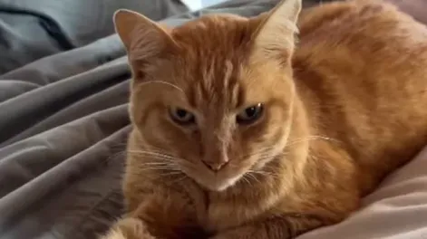 “Soy Aquiles y hoy es mi último día en la tierra”, la historia que conmueve en redes