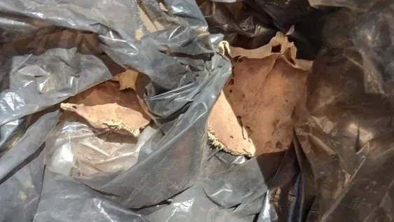 Aseguran que los restos óseos hallados tienen una antigüedad de cientos de años