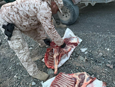 La Policía secuestró carne de guanaco durante un opertivo. La Policía secuestró carne de guanaco durante un opertivo.