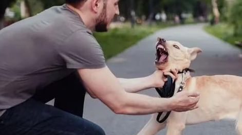 Los perros saben reconocer si una persona es mala: cómo lo hacen