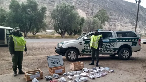 Incautaron más de 30 pares de zapatillas truchas en un operativo en la ruta 150