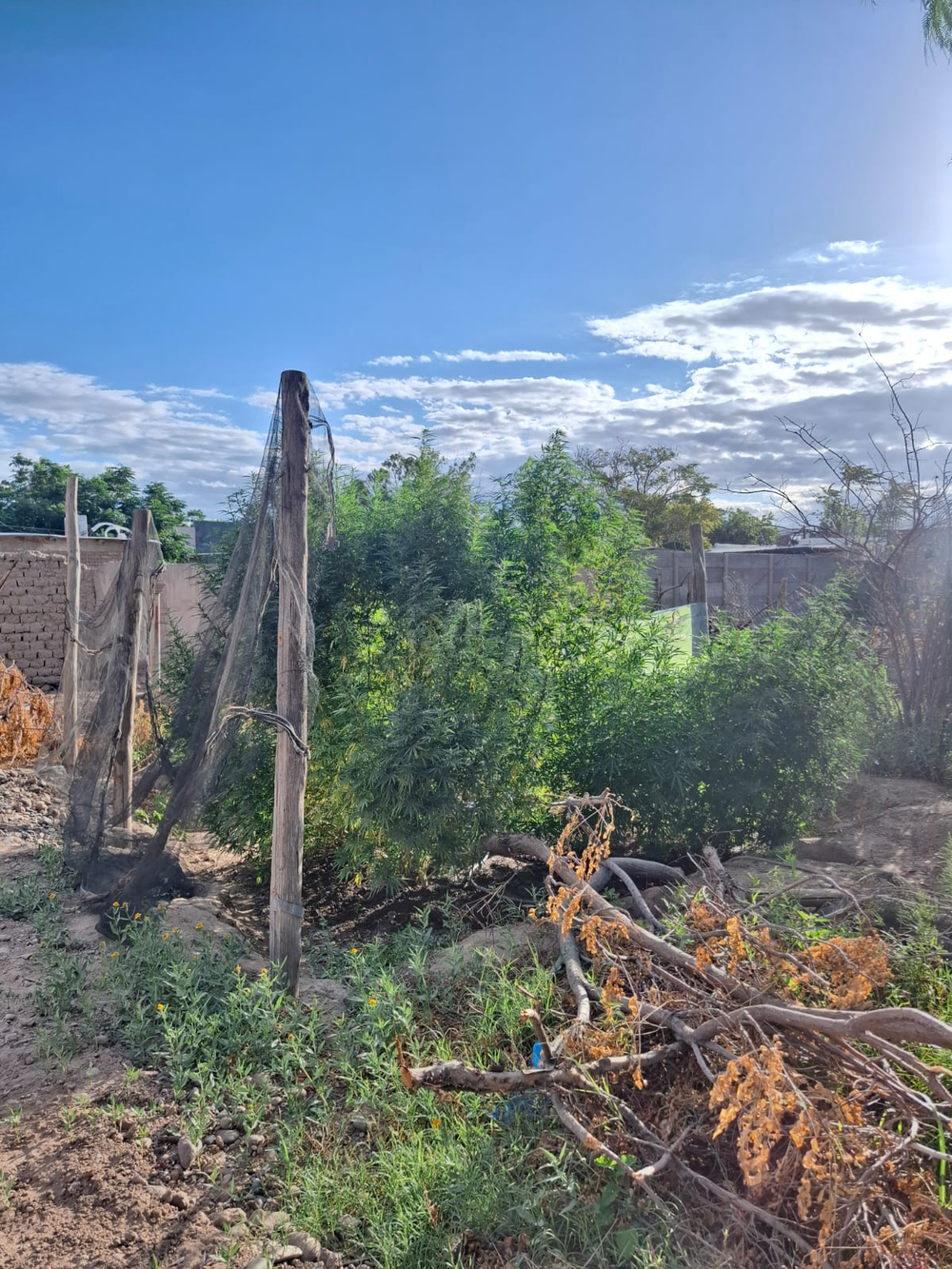 Secuestraron 17 plantas de marihuana en Rawson.