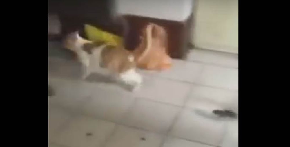 Increíble, pero real: el video en el que el ratón corre al gato