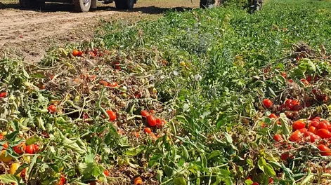 Semana de locura en la cosecha del tomate para industrializar