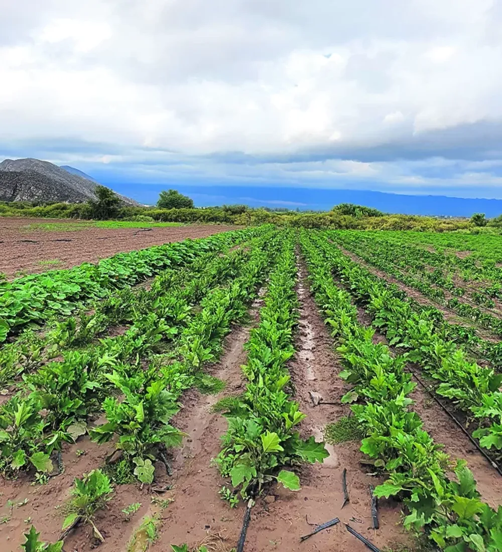 Hay consenso entre meteorólogos que el apogeo de “La Niña” ya pasó